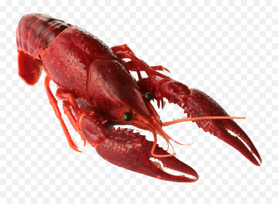 Crawfish Png Transparent Image - Crawfish Png Emoji,Crawfish Emoji