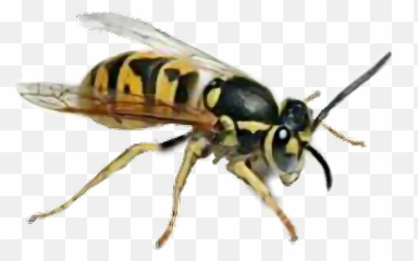 Hornet Hornisse Sticker - Wasp Emoji