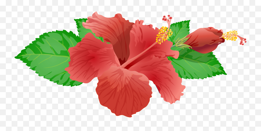Emoji Png Hibiscus Flower Transparent,Lily Flower Emoji