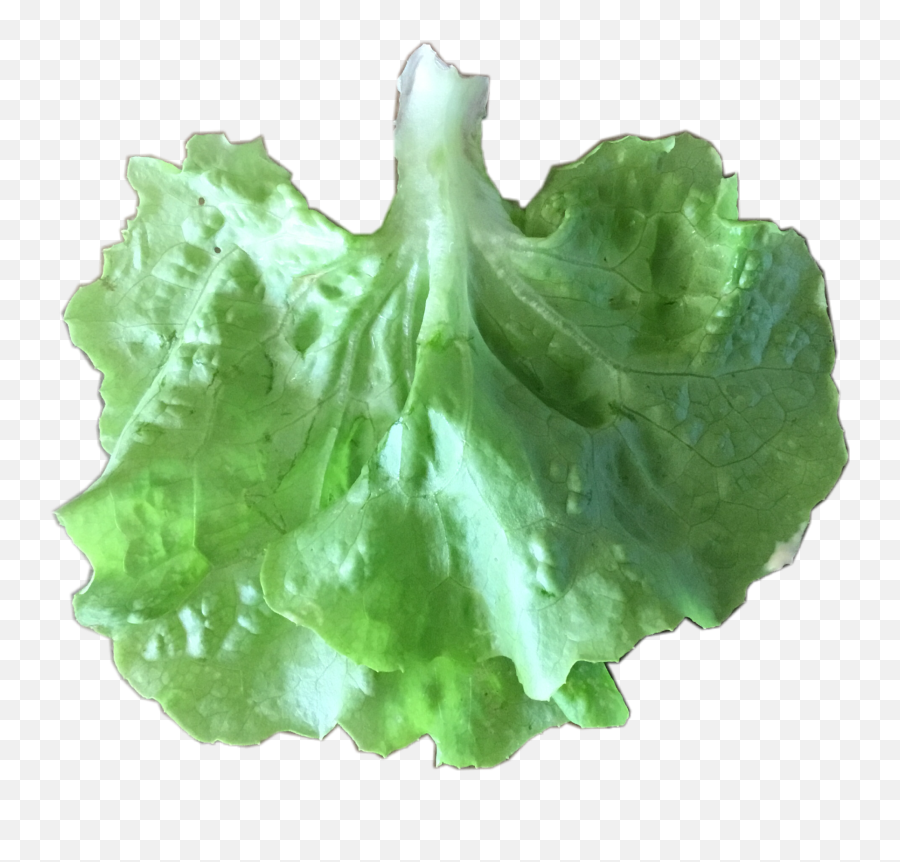 Vegetables Dress Lettuce Freetoedit - Lettuce Emoji,Lettuce Emoji