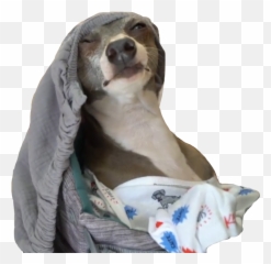 Kermitthecermet Jennamarbles Sticker By Bye Loser - Dog Supply Emoji,Bye Dog Emoji