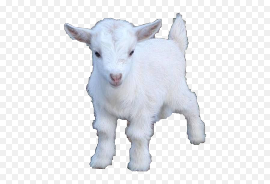 Popular And Trending Goat Stickers On Picsart - Baby Goat Png Emoji,Goat Emoji Hat