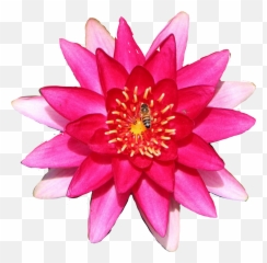 Lily Flower Waterlily - Water Lily Emoji,Lily Flower Emoji