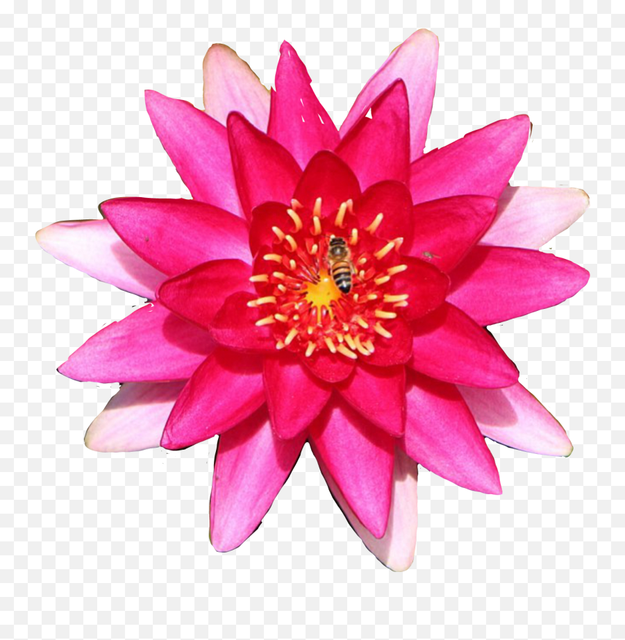 Lily Flower Waterlily - Water Lily Emoji,Lily Flower Emoji