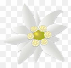 Edelweiss Png - Emoji