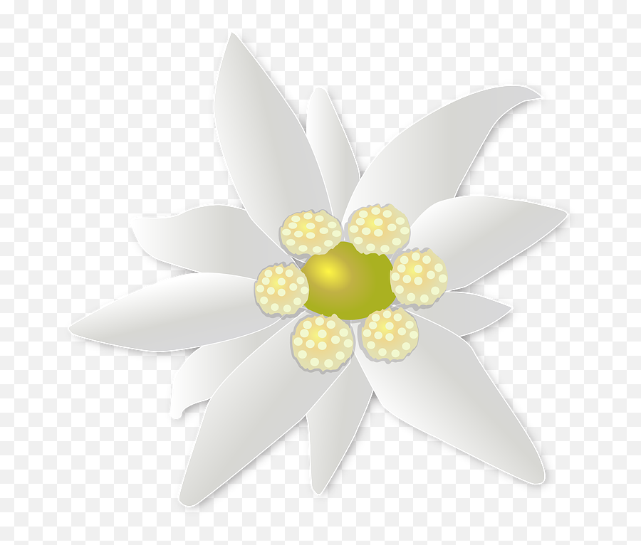 Edelweiss Png - Edelweiss Emoji,Double High Five Emoji