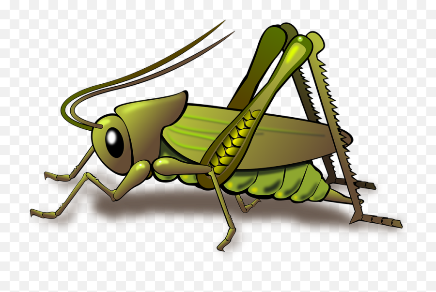 Animal Grasshopper Insect - Cricket Insect Clip Art Emoji,Turtle Emoji