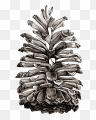 Pine Cone Transparent U0026 Png Clipart Free Download - Ywd Pine Cones Illustrations Png Emoji,Pinecone Emoji