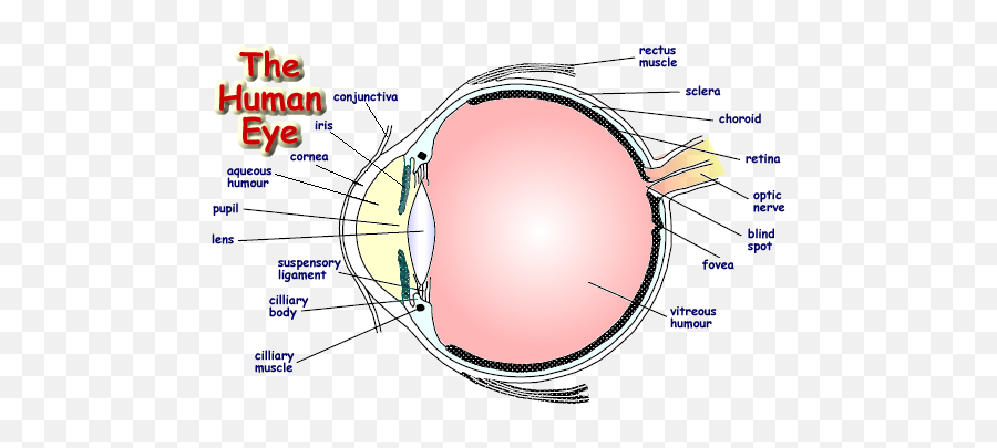 Diagram The Eye Diagram Ks3 Full Version Hd Quality Diagram - Well Labelled Diagram Of Human Eye Emoji,Eyeball Emoji