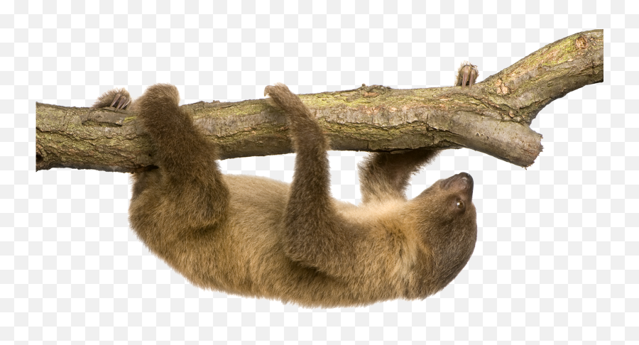 Linnaeusu0027s Two - Toed Sloth Hoffmannu0027s Twotoed Sloth Stock Sloth With White Background Emoji,Sloth Emoji