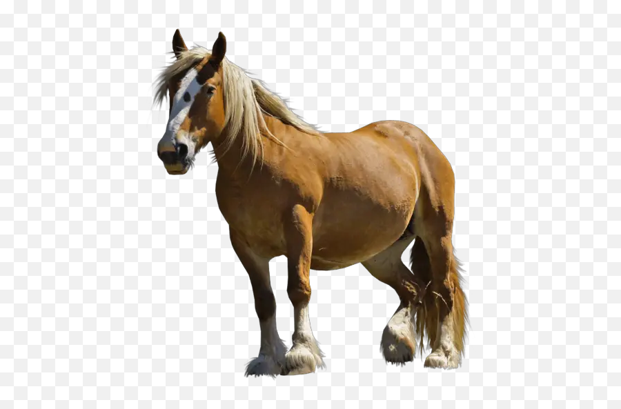 Exotic Horse C - Pony Horse Png Emoji,Flag Horse Dance Music Emoji