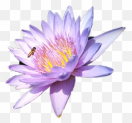 Lotus Wasp - Sacred Lotus Emoji,Lotus Emoji