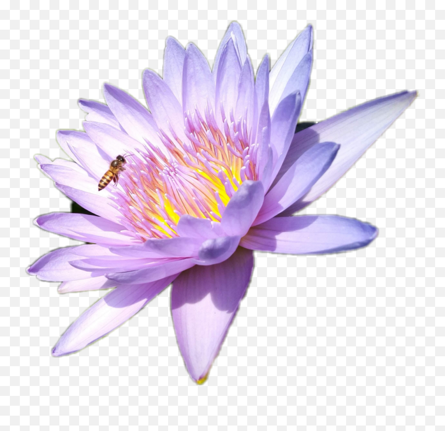 Lotus Wasp - Sacred Lotus Emoji,Lotus Emoji