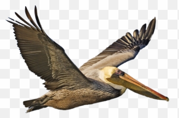 Pelican - Brown Pelican Png Emoji,Pelican Emoji