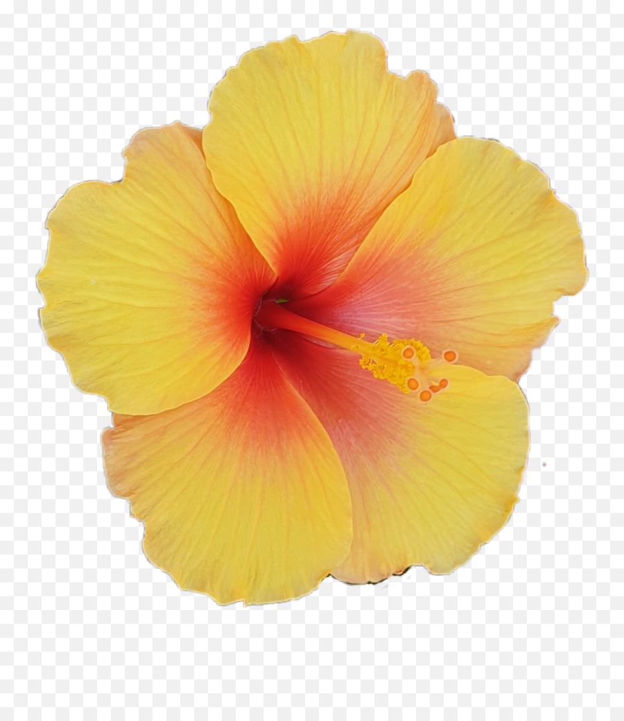 Hibiscus Stickers - Shoeblackplant Emoji,Hibiscus Emoji