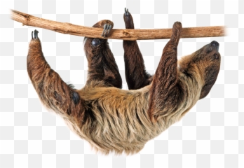 579 Sloth Free Clipart - Two Toed Sloth Png Emoji,Sloth Emoji