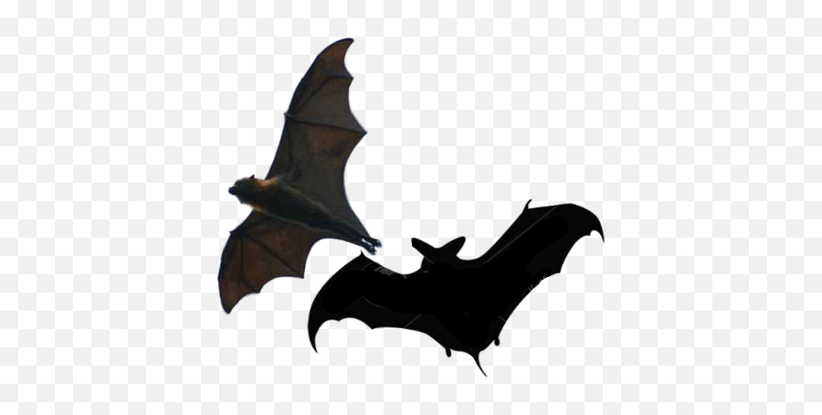 Bats - Bats Psd Emoji,Bats Emoji