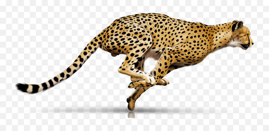 Cheetah Leopard - Transparent Cheetah Running Emoji,Cheetah Emoji