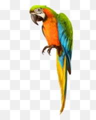 Pirate Shoulder Pirates Dressup Costume - Transparent Background Parrot Png Emoji,Parrot Emoji