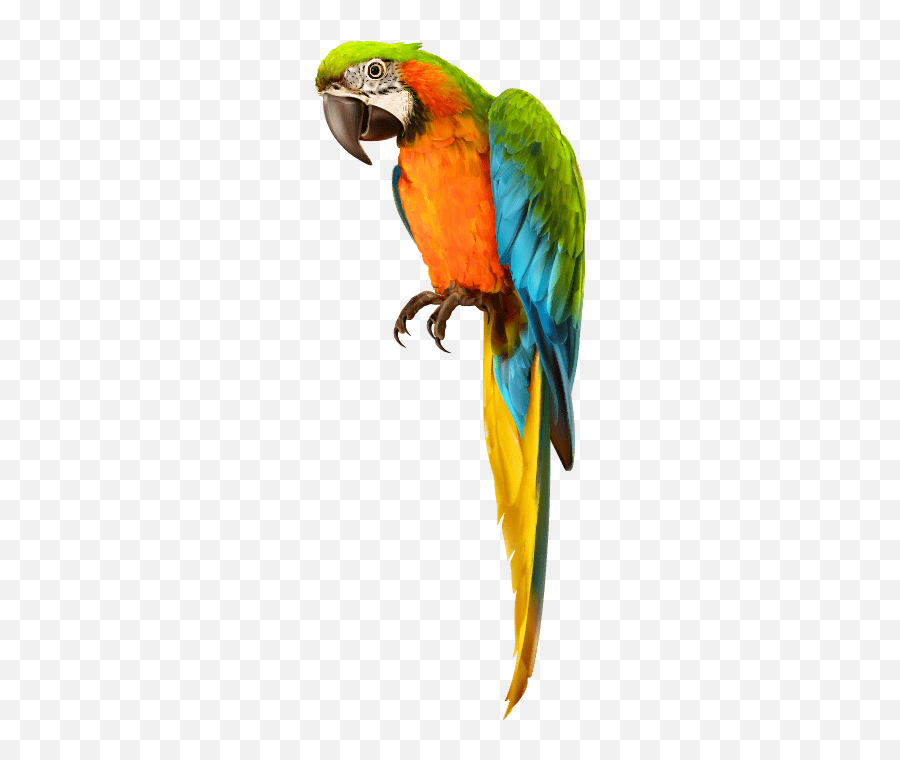 Pirate Shoulder Pirates Dressup Costume - Transparent Background Parrot Png Emoji,Parrot Emoji