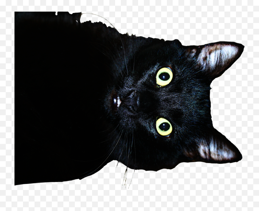 Ftecats Cat Startled Whoa Wow - Black Cat Emoji,Startled Emoji