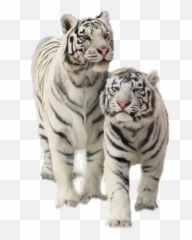 tiger lion white - Sticker by erica loka Kryty Na Mobil Nokia Emoji