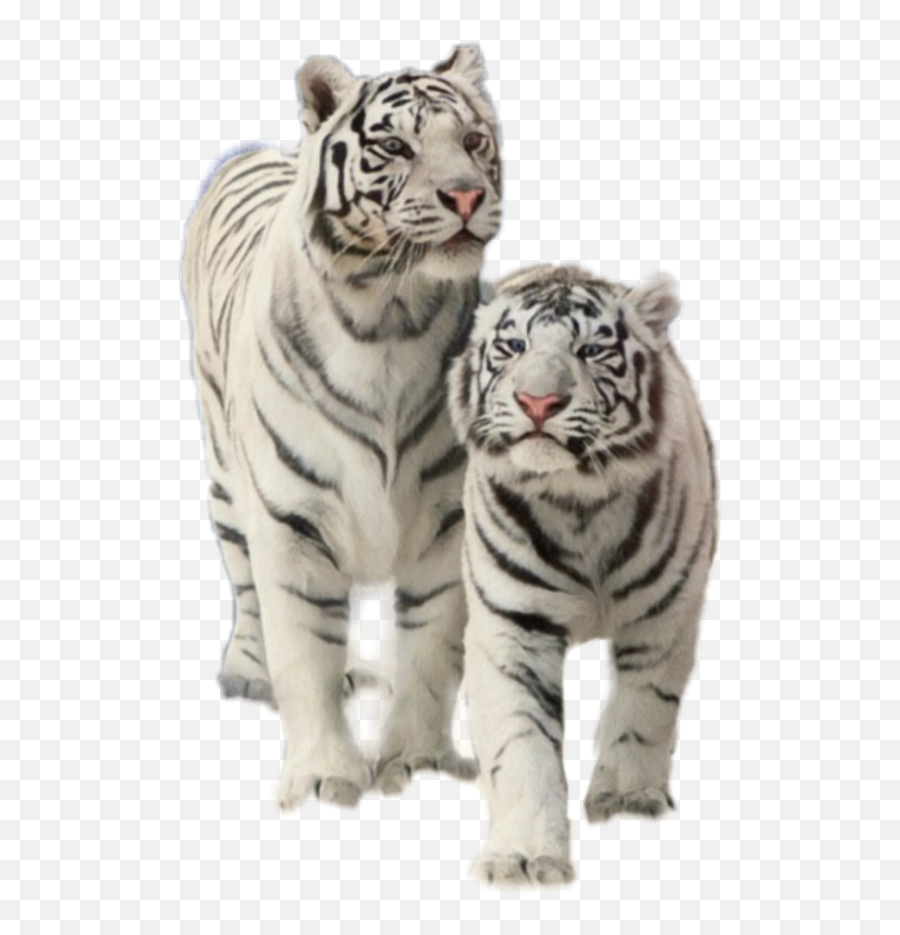 Tiger Lion White Tiger - Sticker By Erica Loka Kryty Na Mobil Nokia Emoji,White Tiger Emoji