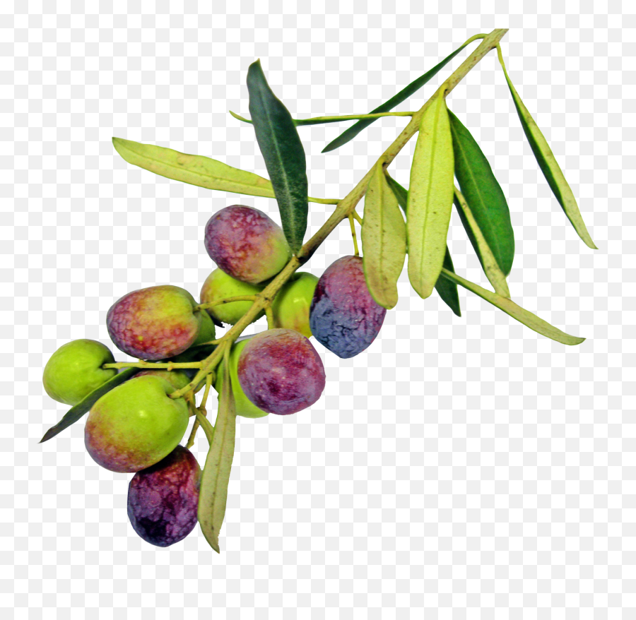 Free Png Olive With Leaf Png Images - Olive Emoji,Olive Branch Emoji