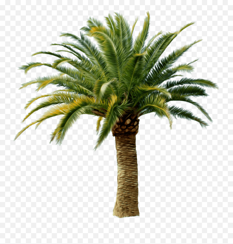 Png - Palmtreebest Png Image Free Download 27 Colorpngfile Palmier Png Emoji,Palm Tree Emoji