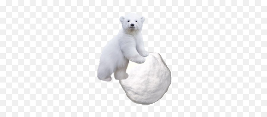 Polar Bear Baby Sticker - Polar Bear Cub Transparent Background Emoji,Polar Bear Emoji