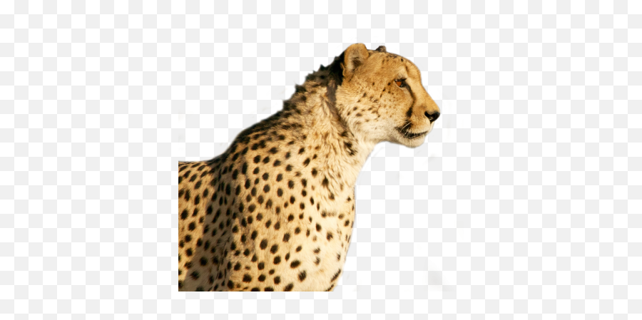 Cheetah Face Transparent 15 - Cheetah Png Emoji,Cheetah Emoji