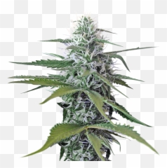 Cannabis Png - Transparent Weed Emoji