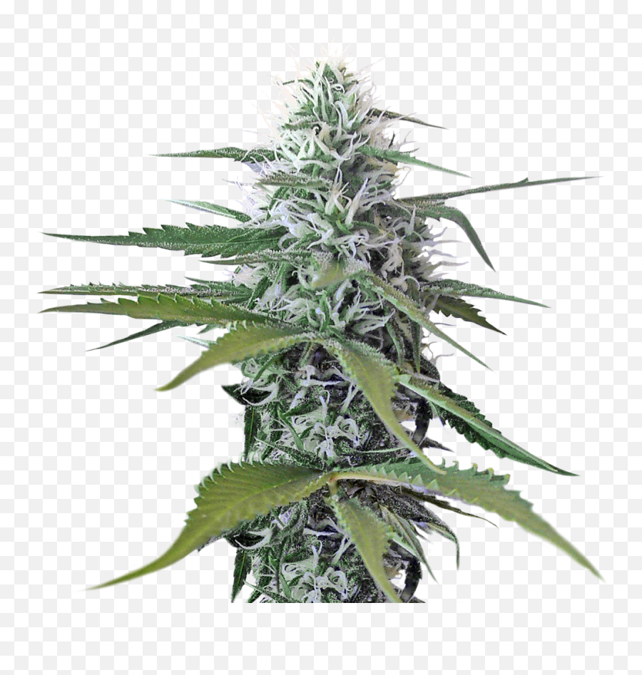 Cannabis Png - Transparent Weed Png Emoji,Weed Plant Emoji