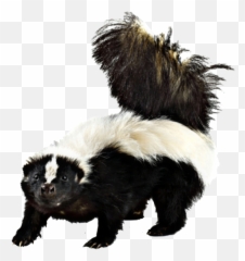 Skunk - Rabies Fox Raccoon Bat Skunk Emoji,Skunk Emoji