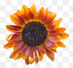 Sun Flower Blossom Bloom Summer - Sunflower Emoji