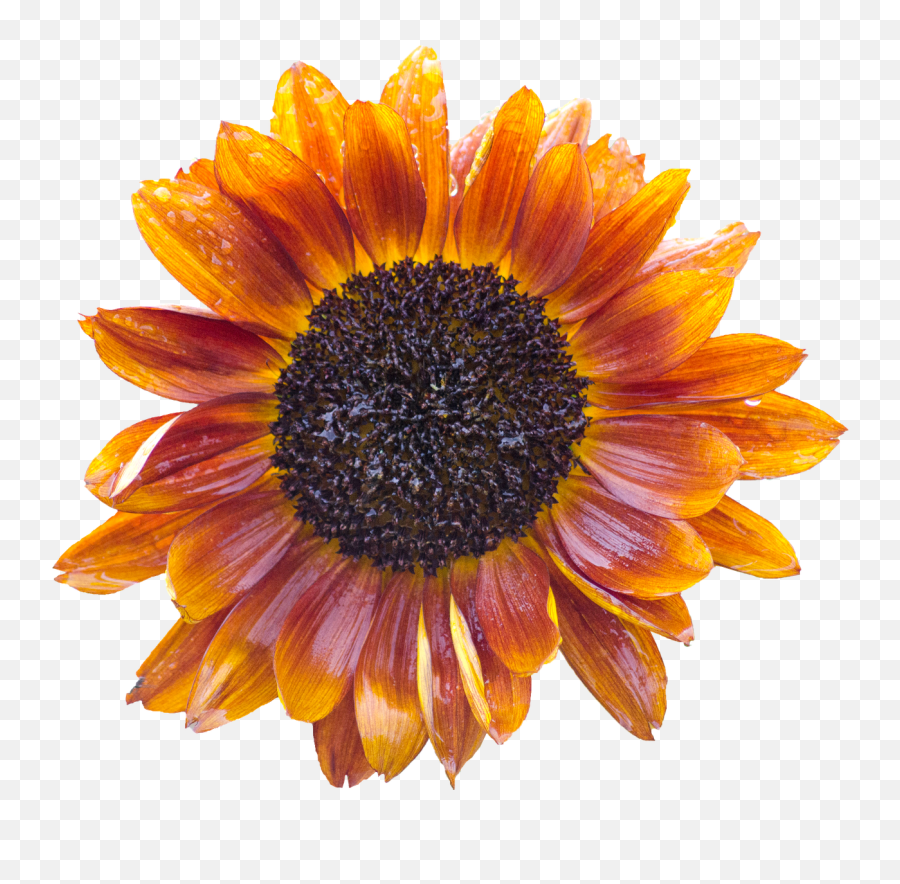 Sun Flower Blossom Bloom Summer Flower - Sunflower Emoji,Rain And Sun Emoji