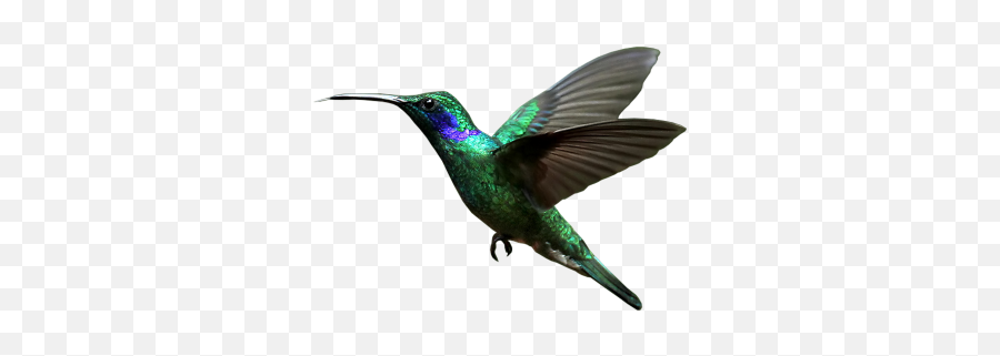 Bird Download Hummingbird Load20180523 Pngmart002 - Humming Bird Fly Png Emoji,Hummingbird Emoji