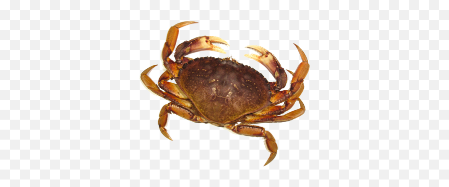 Free Png Images U0026 Free Vectors Graphics Psd Files - Dlpngcom Crab Png Emoji,Crab Emoticons