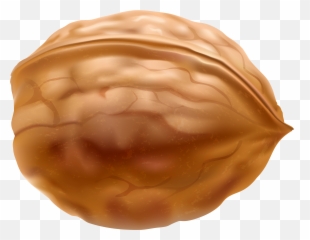 Transparent Walnut Clipart - Nut Clipart Png Emoji,Walnut Emoji