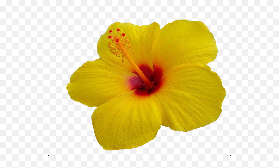 Hibiscus Stickers - Hawaiian Hibiscus Tropical Flowers Emoji,Hibiscus Emoji