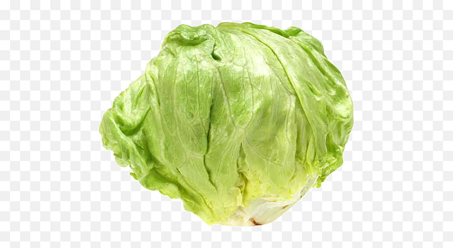 Romaine Lettuce Vegetable Greens Bargli - Iceberg Lettuce Transparent Background Emoji,Iceberg Emoji