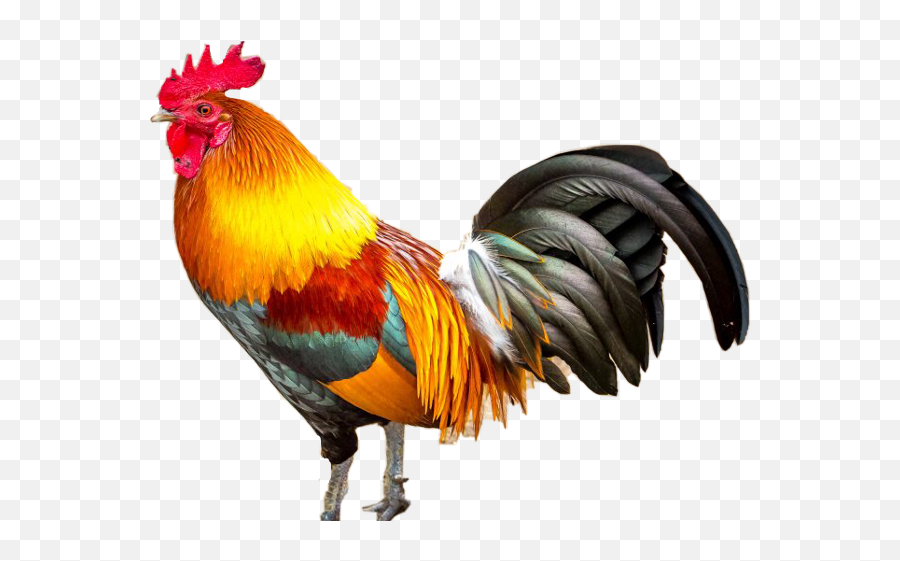 Largest Collection Of Free - Rooster 1080p Emoji,Rooster Emoji