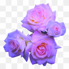 Transparent Flowers - Purple Blue And Pink Flowers Emoji,Purple Flower Emoji