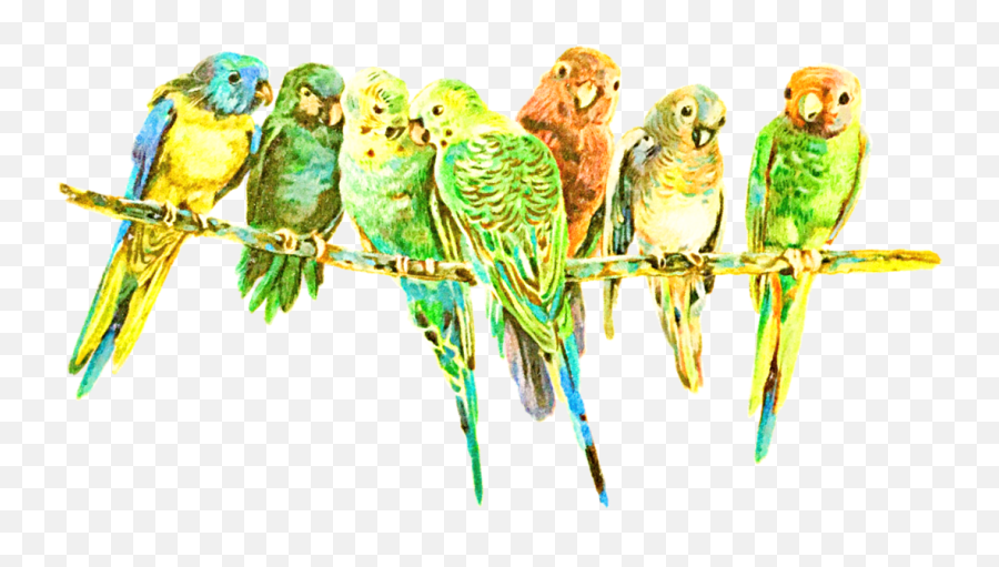 Parrot Parrots Bird Birds - Budgie Emoji,Parrot Emoji
