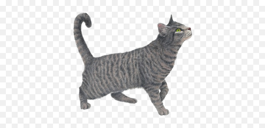 Grey Cat Psd Official Psds - Silver Tabby Cat Emoji,Grey Cat Emoji