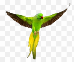 Birdsinflight Parrot Sticker - Rose Ringed Parakeet Emoji