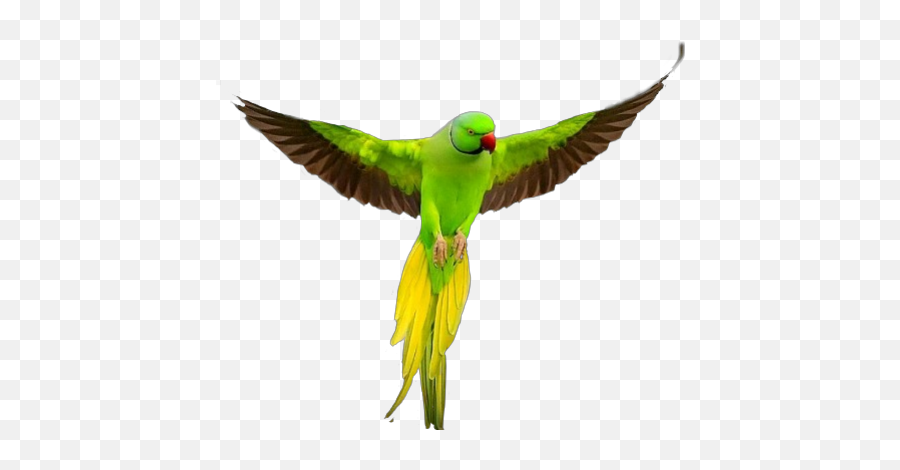 Birdsinflight Parrot Sticker - Rose Ringed Parakeet Emoji,Parrot Emoji