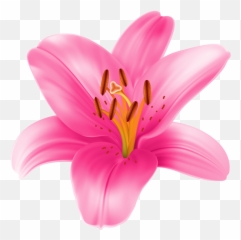 Lily Clipart Printable Lily Printable - Pink Lily Clip Art Emoji,Lily Flower Emoji