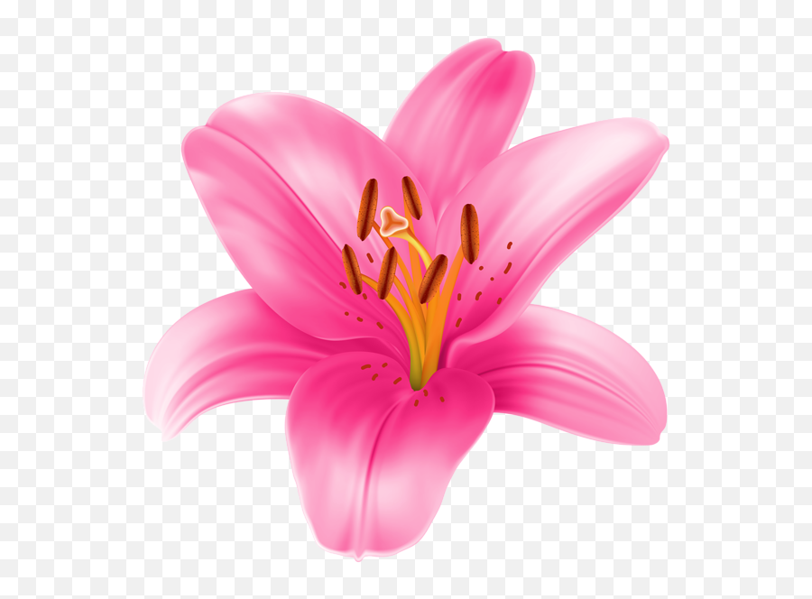 Lily Clipart Printable Lily Printable - Pink Lily Clip Art Emoji,Lily Flower Emoji