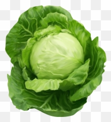 814 Best Illustrations Images In 2020 - Cabbage Png Emoji